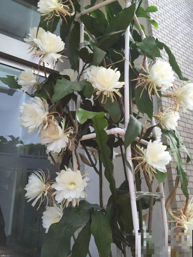 6种“荷花”，不用水只用土，开花一茬接一茬！