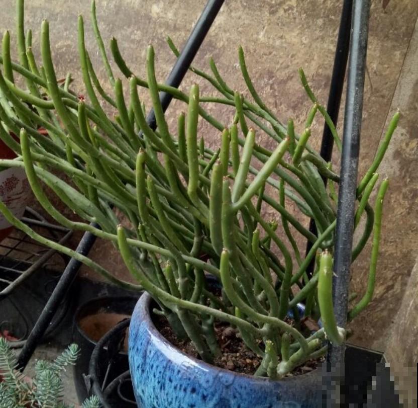 这些多肉植物常年都不会是菜色，阳光晒一晒，通通就能换衣裳！