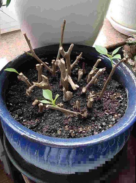这花就得穷养，塞进小盆，少浇水，越长越旺