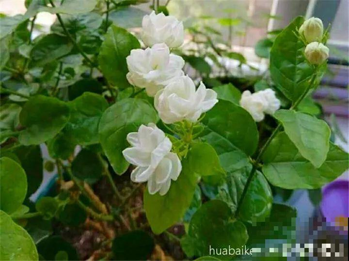 这10种花，秋天不要剪，不然白折腾还不开花！