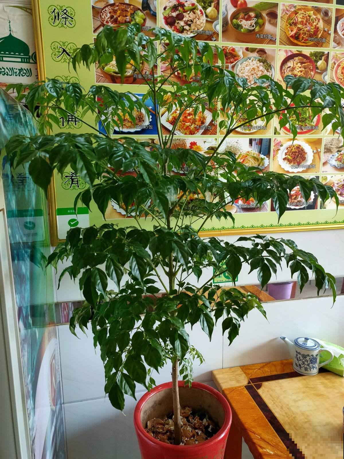 家有幸福树，这么养护枝繁叶茂幸福来，吉祥极了！