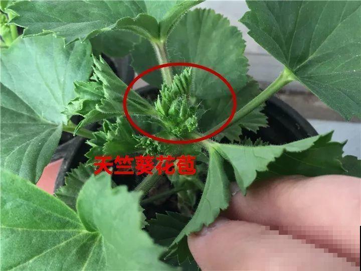花有这种枝条，那就别剪了，不然一点开花动静也不会有！