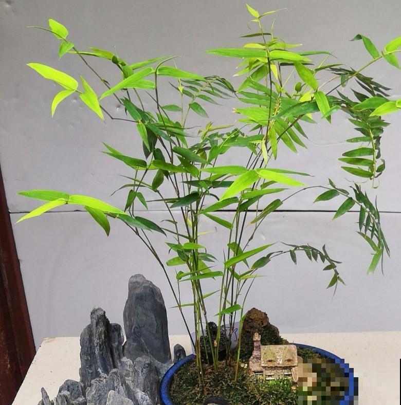 养盆竹子做盆景，节节升高，四季常绿，又文艺又雅气！