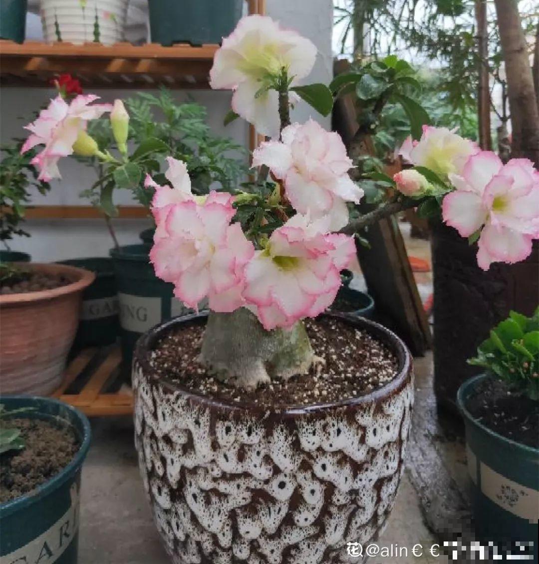 客厅养的耐旱花，30天不浇水，照样精神又气派！