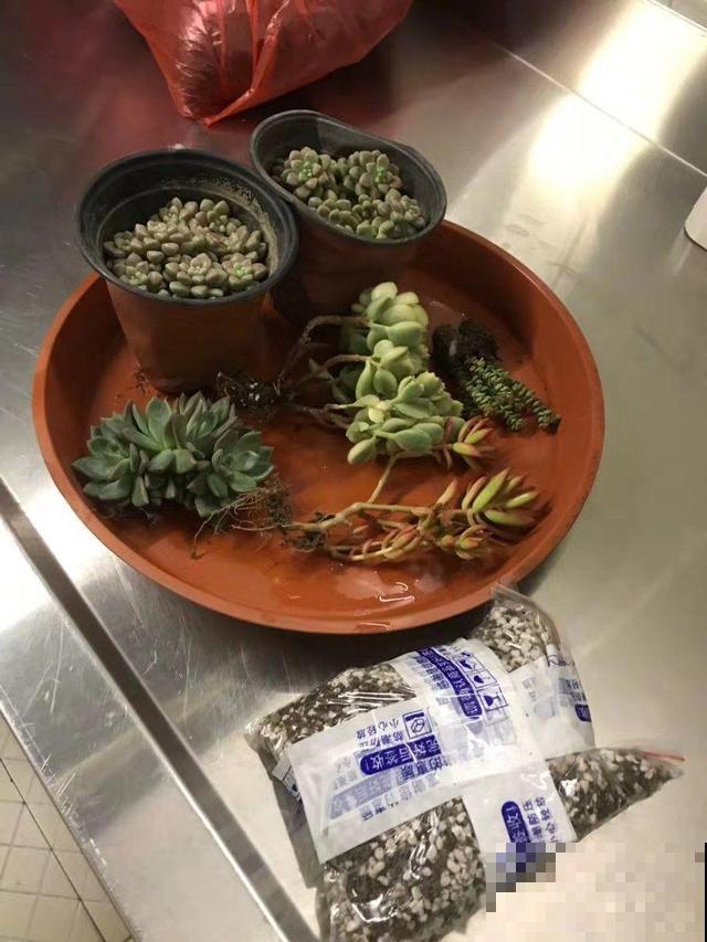 多肉用啥盆？先看根长什么样，免得一浇水就烂根！
