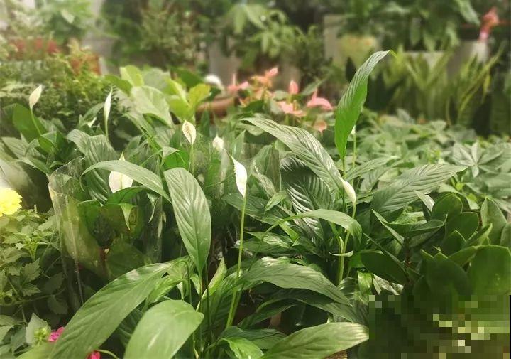 这10种花，看一眼就爱上，逛花市怎么能不买一盆！