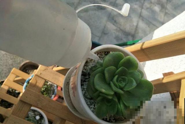 多肉防死6大招，学会养成土肥圆，越老越值钱！