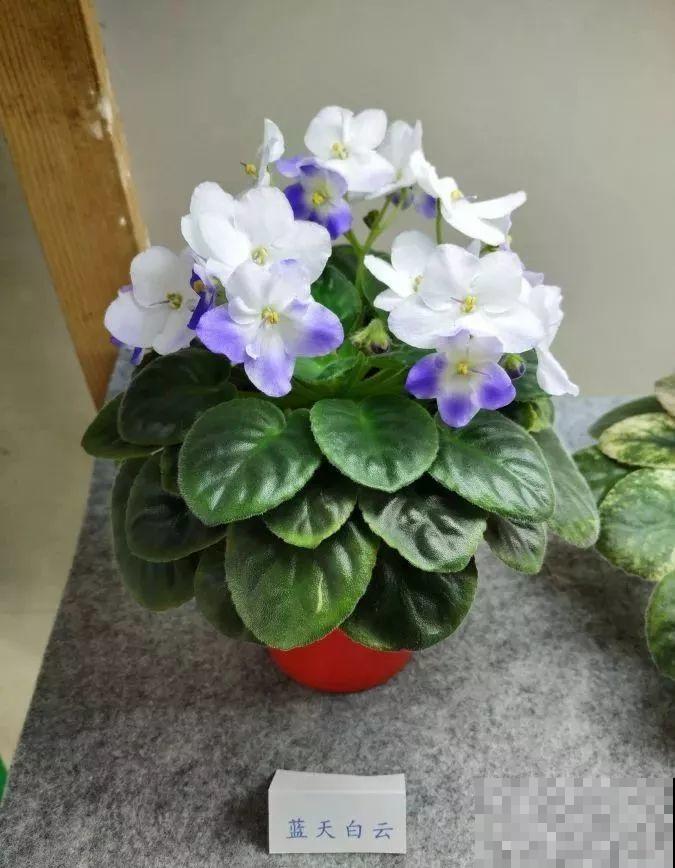 最耐阴的花就是它，光线弱也能开爆盆，越养越上瘾！