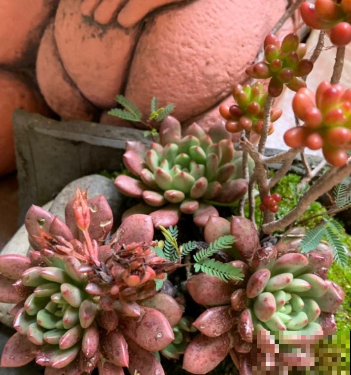 原来还有这么漂亮的拼盘植物，比开花的植物还好看，真是美炸了