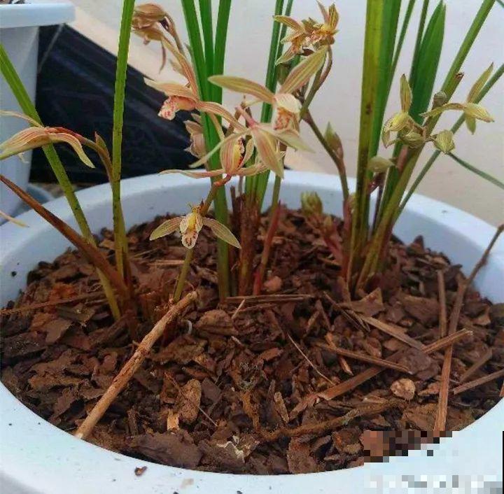 月季盆里加点它，花开不断，比地栽长得还壮实！