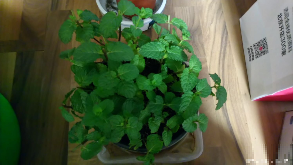 初秋这么养薄荷，一棵就窜成清凉小树，嫩叶够一层楼泡茶喝！
