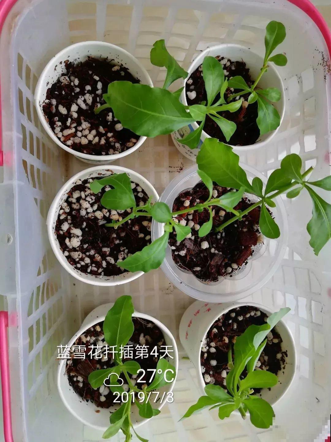 蓝雪花越剪越长，院子里栽一棵，2个月开满整面墙！