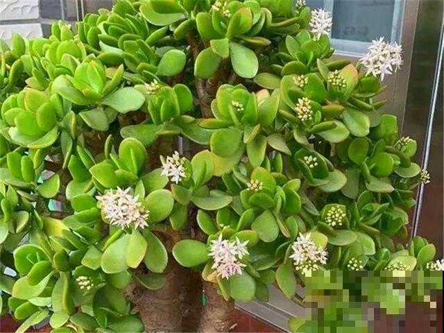 养10年才开花，这花脾气可真大，赶紧多喂大补肥！