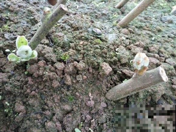 猕猴桃也有野生的？漫山遍野的都熟透，比超市买的强多了！