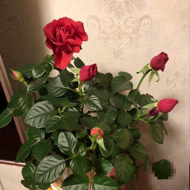 你还在担心植物营养不良？选对了品种，植物轻轻松松过两米