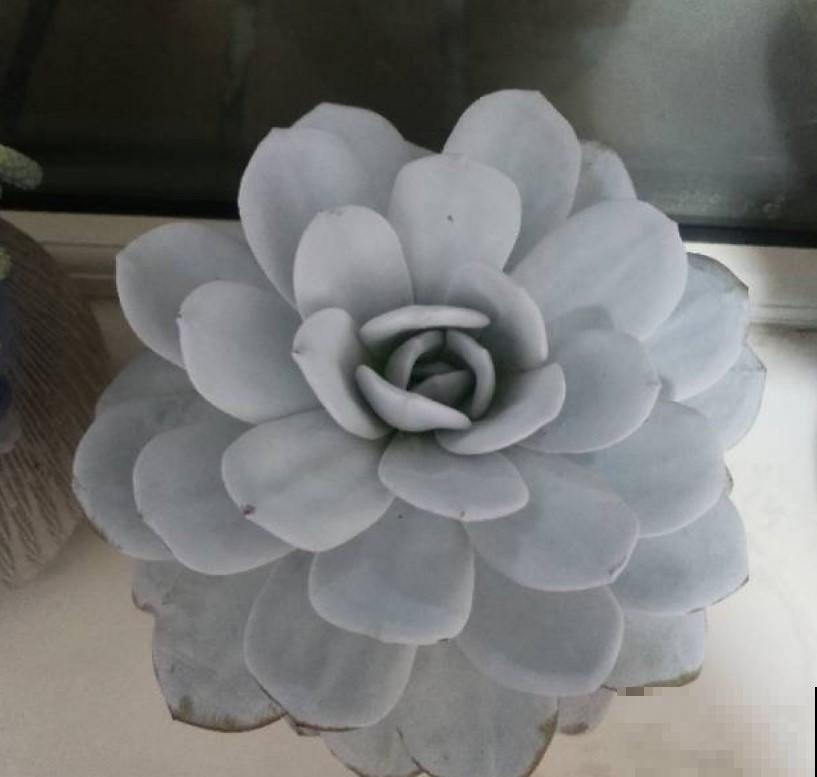想要多肉养的好，看看有没有白霜的存在，防晒防虫防冻样样行！