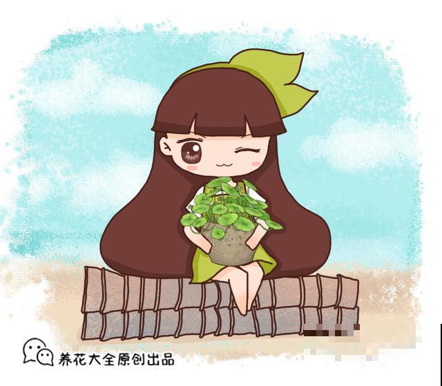 长在路边不起眼的马齿苋，看着没人要，城里人买回来当宝贝
