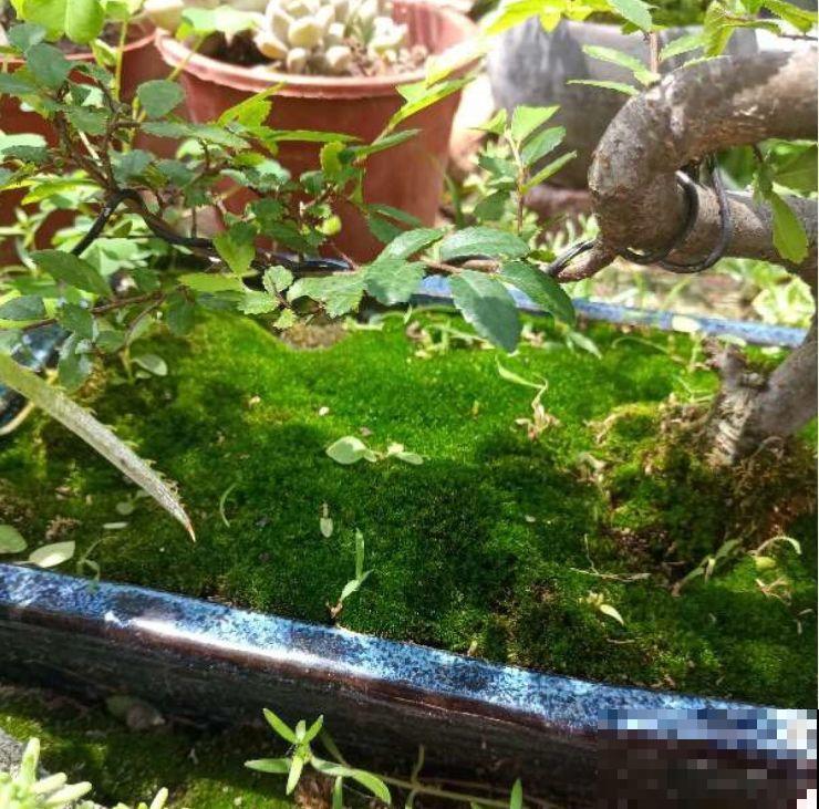 苔藓不光看着小清新，盆面铺一层，冬天养花不怕冻！