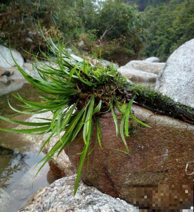 有格调的人，都爱养这花，品味高上档次