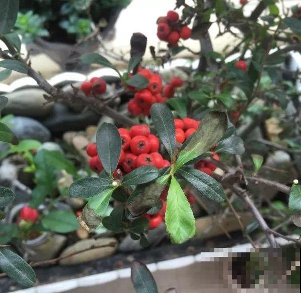 这花结满红果子，比菊花都好看，越养越上瘾！
