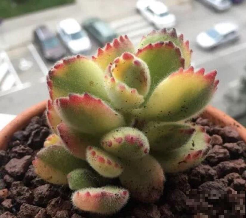 天气寒冷，家里养的太阳花不开花，还是转战小多肉吧！