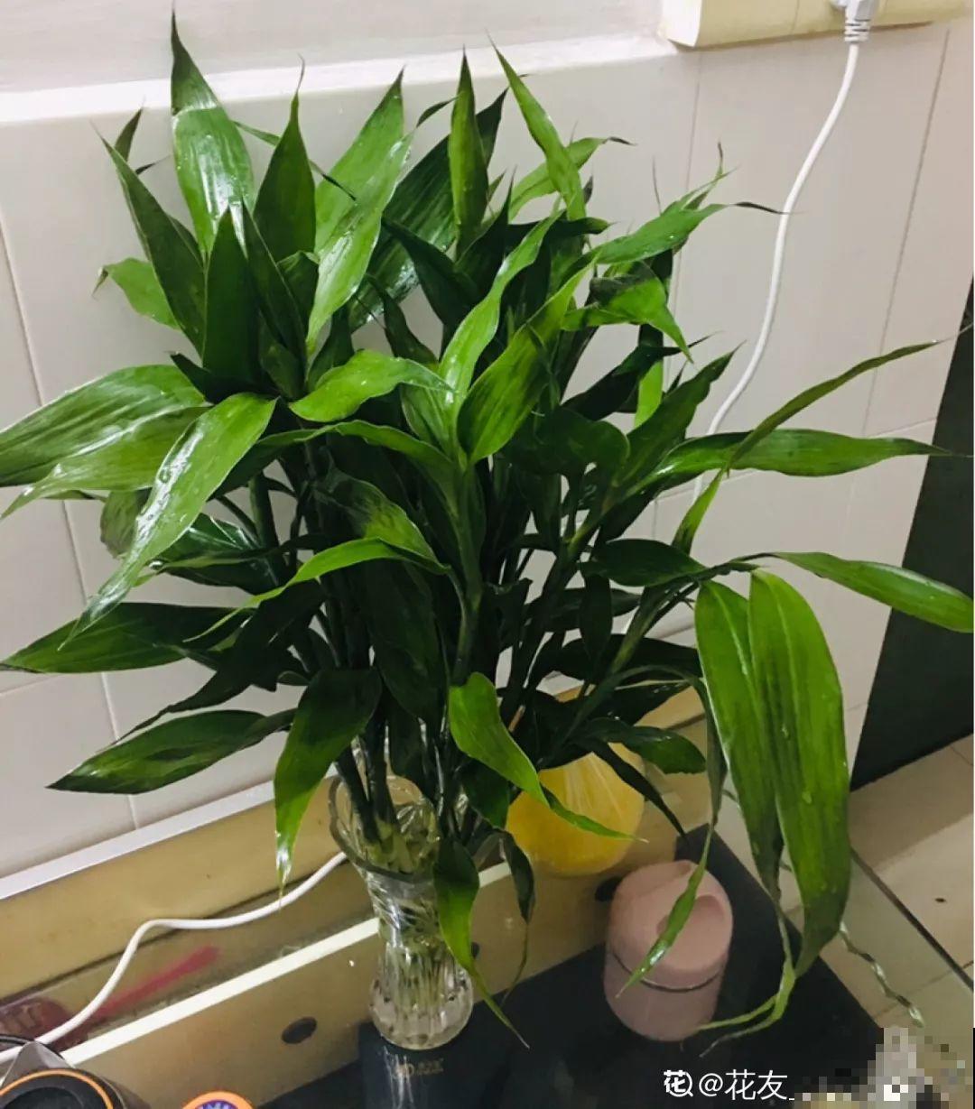 养花的3个坏习惯，赶紧戒掉，不然再好养的花都得挂！