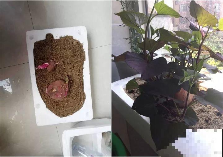 发芽的菜扔水里，15天长一桶，全家乐开花！