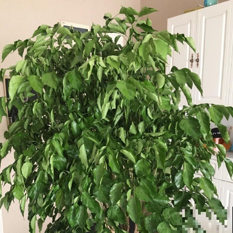 幸福树长得光秃秃，这样的逆生长，你家里出现这样的情况吗？