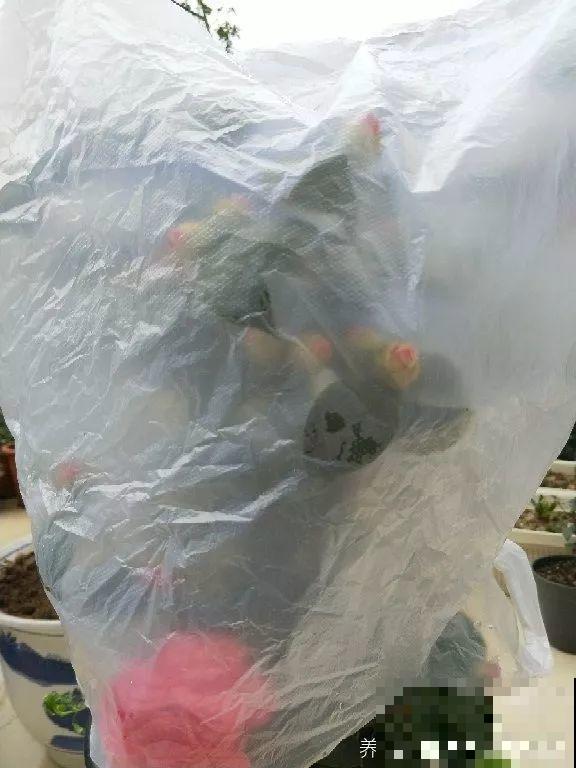 这花在北方不好养，买一盆死一盆，真愁人