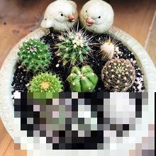 这几种植物长，养起来不占地方还好看，关键还很便宜！