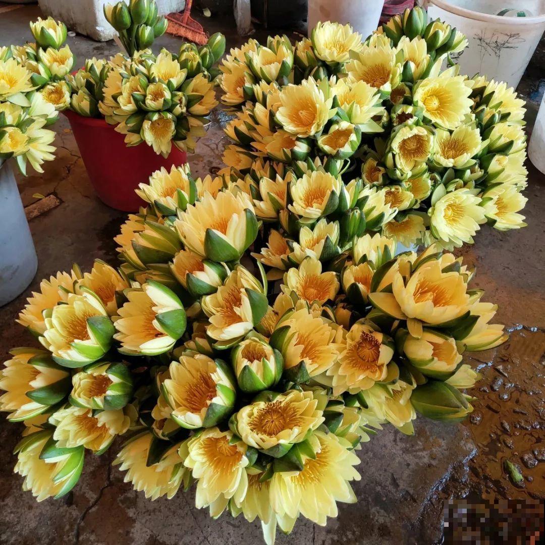 9月份逛花市，这花最好看、最好养，放心抱回家！
