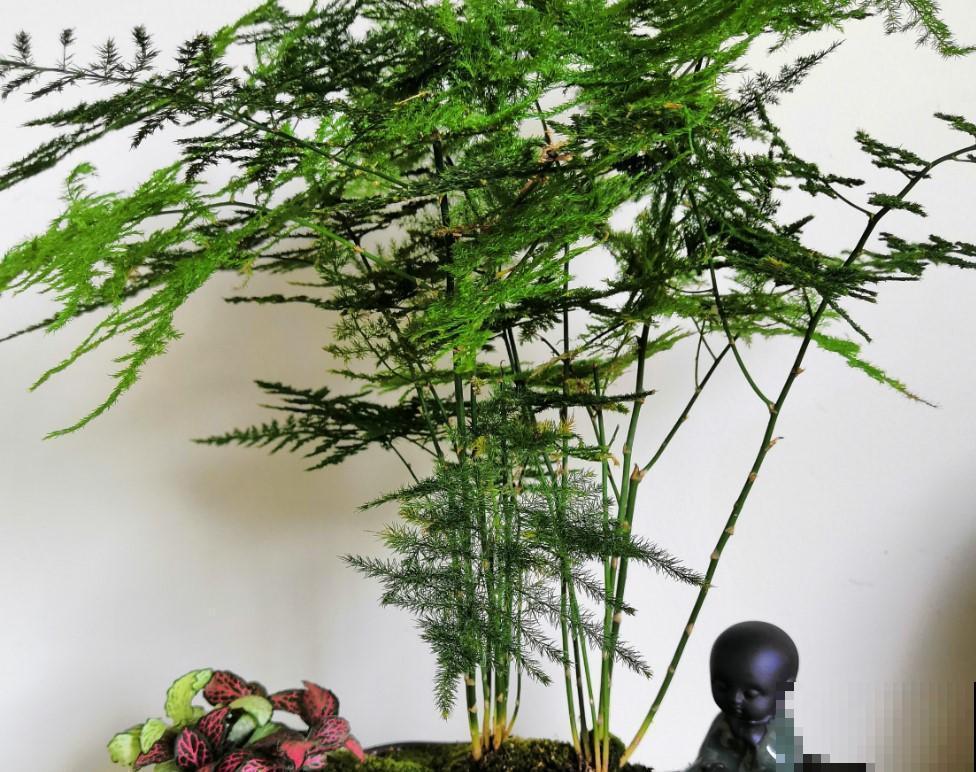 这就是你家文竹发黄的原因，想要改善，就得对症下药！