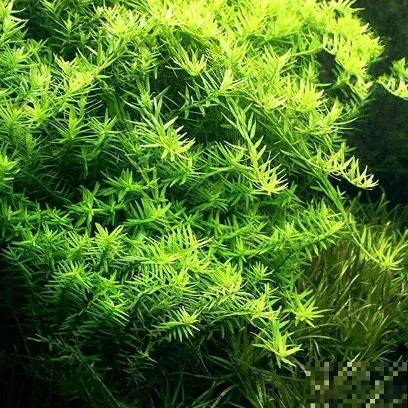 比铜钱草好看百倍的花，7天爆满一大缸，多到家里堆不下！