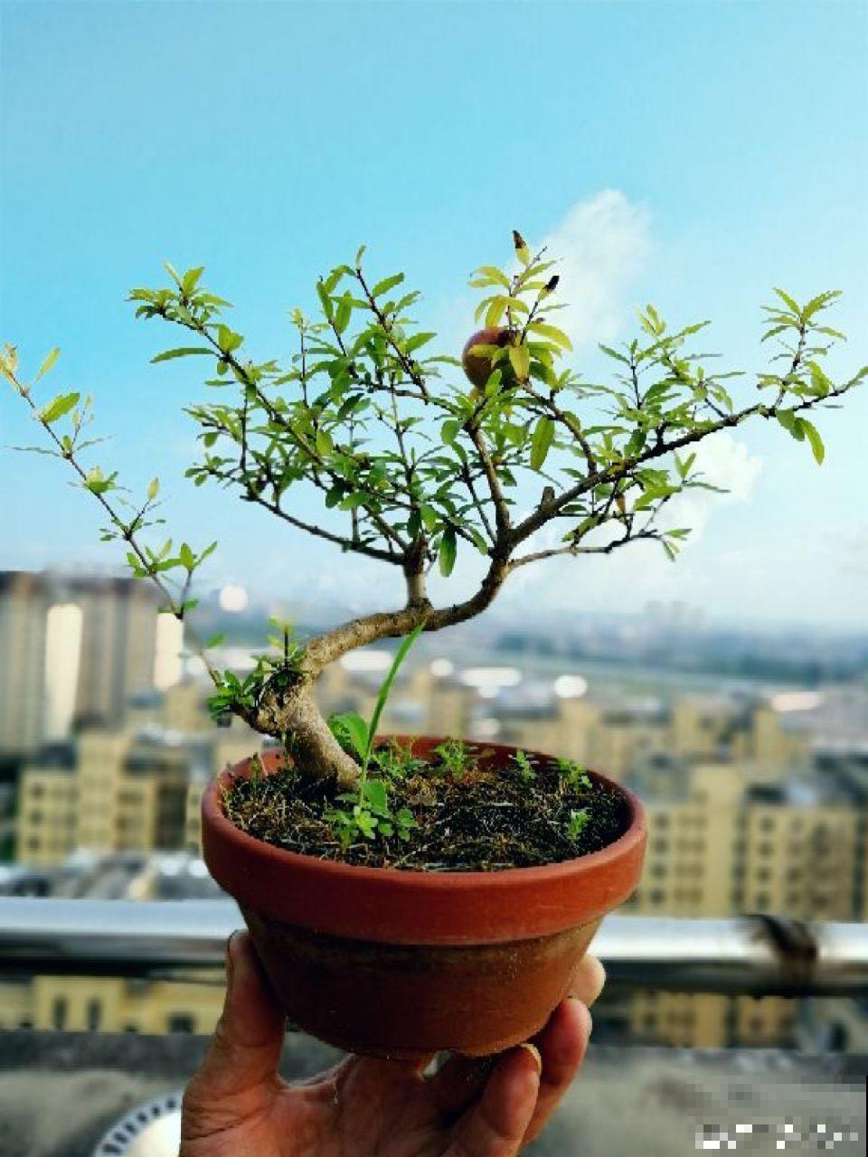 这花结满红果子，比菊花都好看，越养越上瘾！