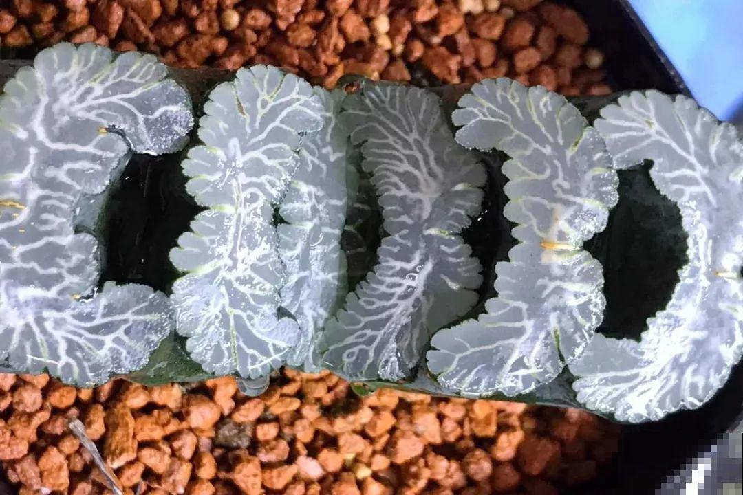 极品玉露，晶莹剔透堪比水晶，看一眼就爱上！