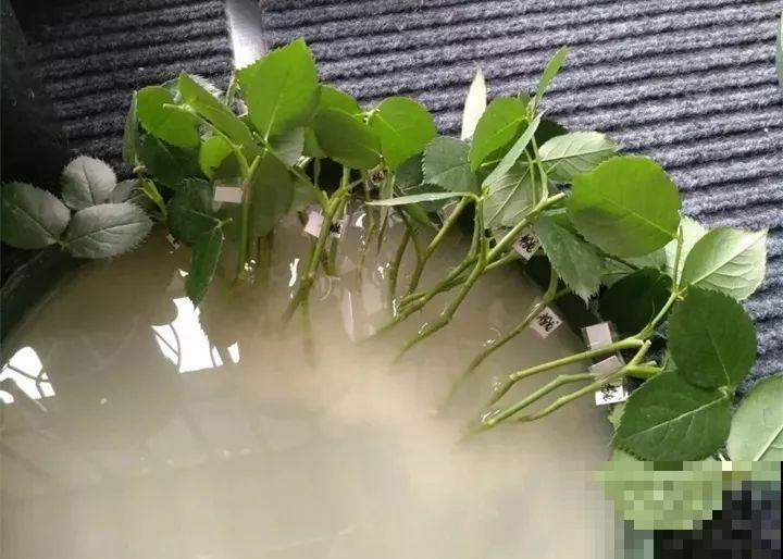 它是天然“生根剂”，给花浇一点，根系壮猛发芽！