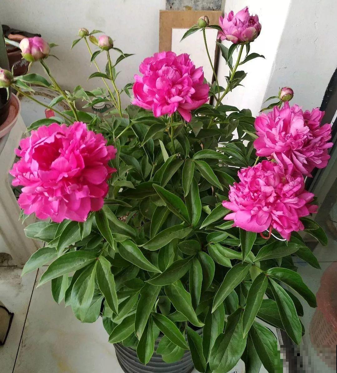 这4种花，就得大盆种，盆越大根越粗，越长越旺盛！