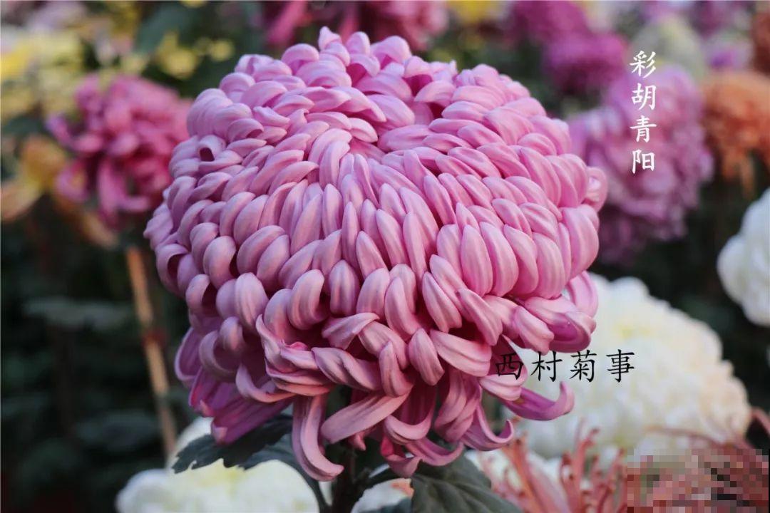 秋天啥花都可以不养，唯独这1种，100盆都不嫌多！