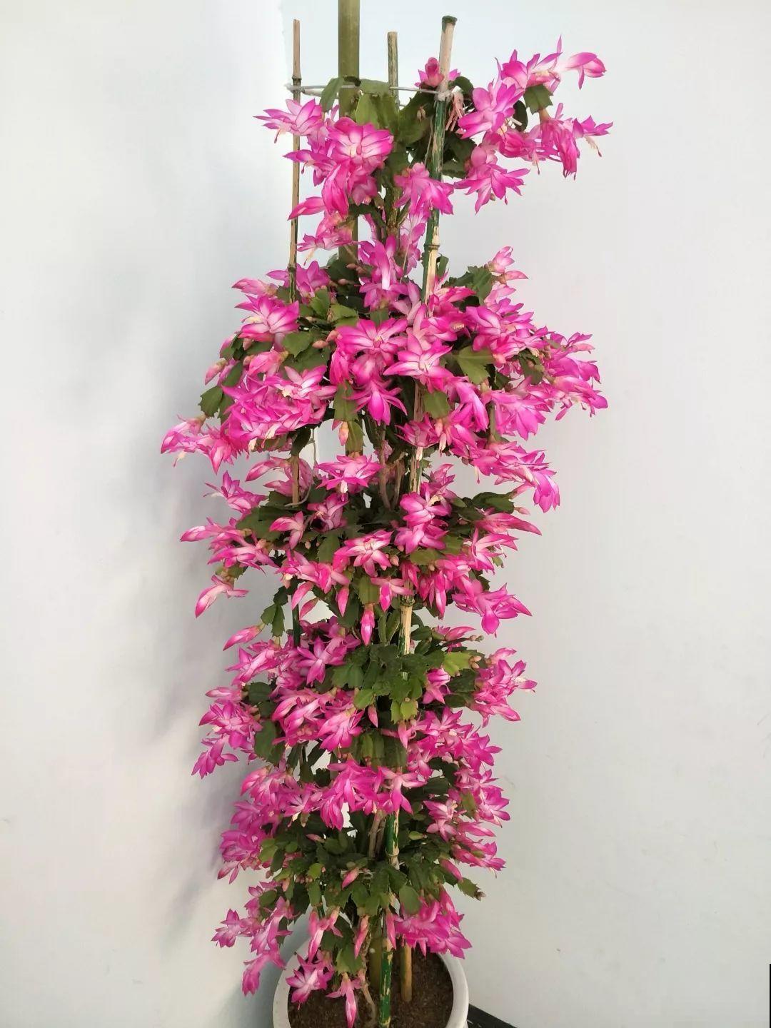 这8种夏天的休眠的花，秋天一醒就长个，满盆窜花苞！