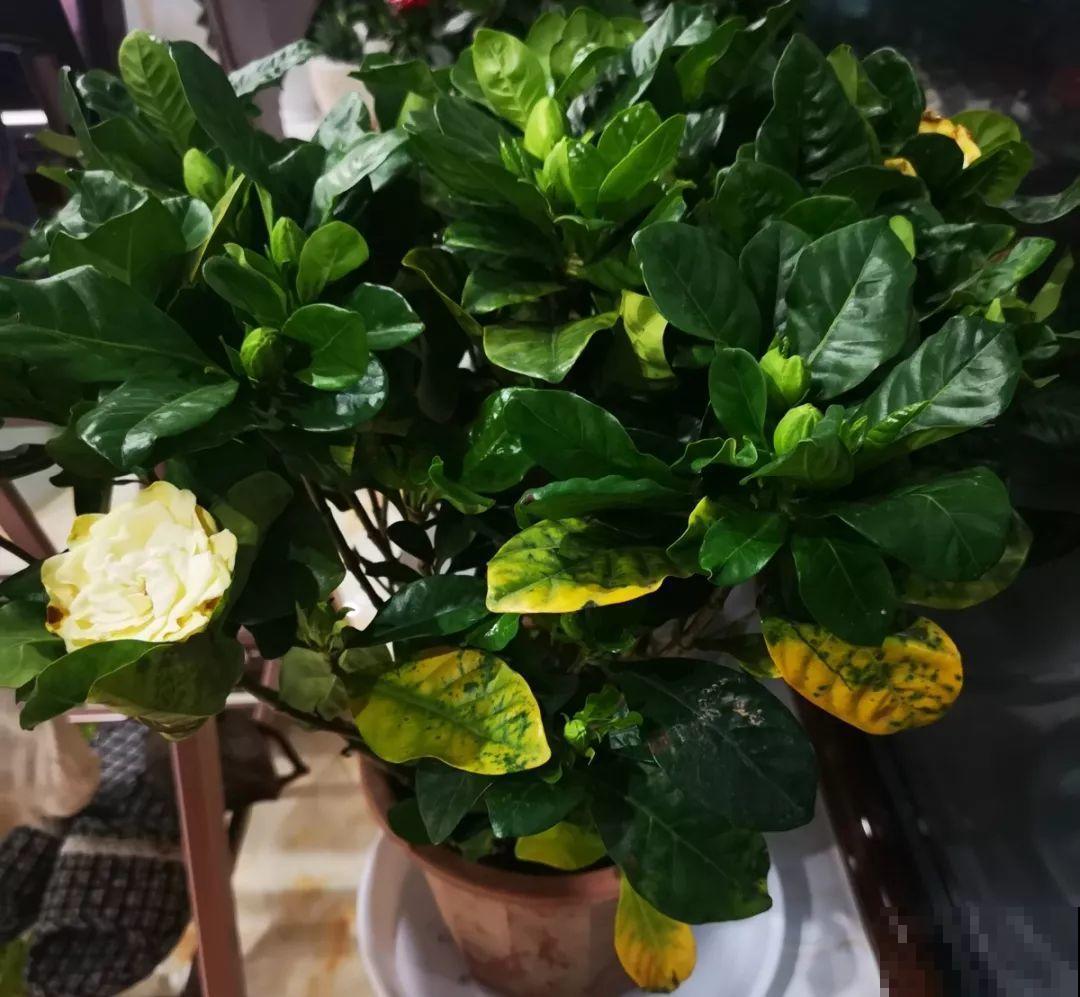 浇水掺点它，不黄叶不烂根，花越长越旺！