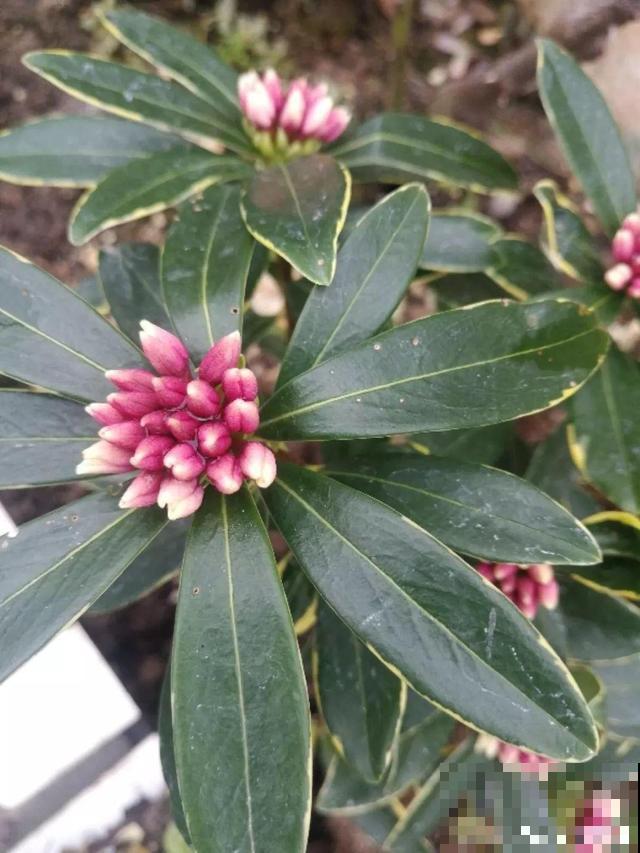 花香堪比香水，邻居大妈都追着问，眼馋极了