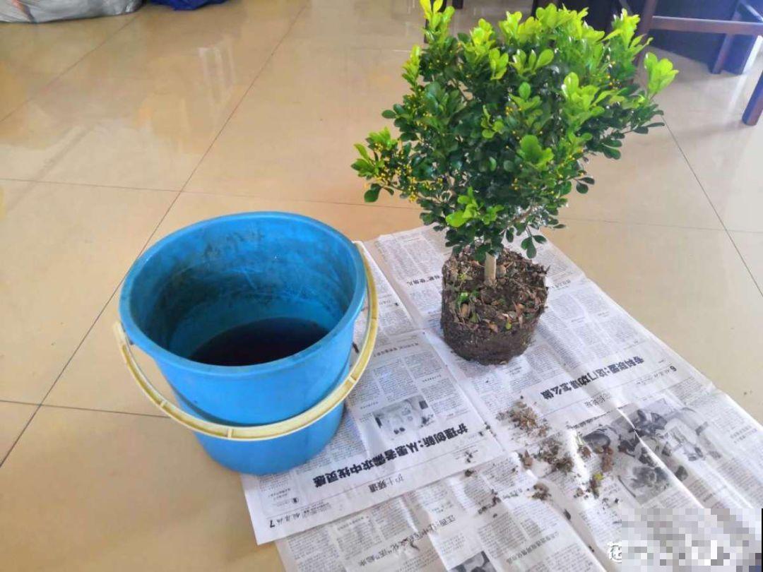 这花根比萝卜粗，别随便剪，小心3天死翘翘！