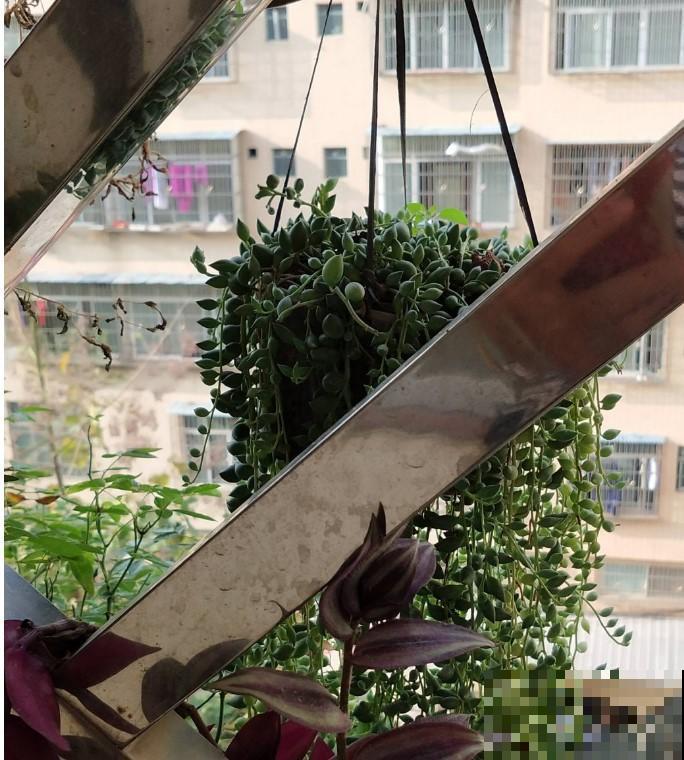 对情人泪这植物用情深，一长就长1米长，吊盆都能看成窗帘！