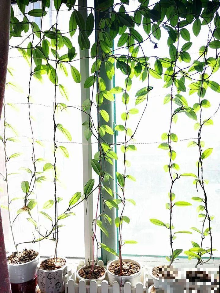 聪明人养花，都在角落摆盆它，光线不好也能绿油油！