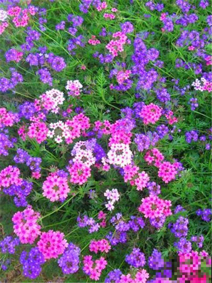 这3种花都爱养，但越长花越少？趁着秋天赶紧用点肥