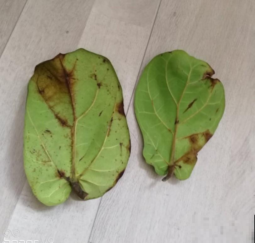 植物也是需要适应环境，注意几点，呼呼长叶子不在话下！