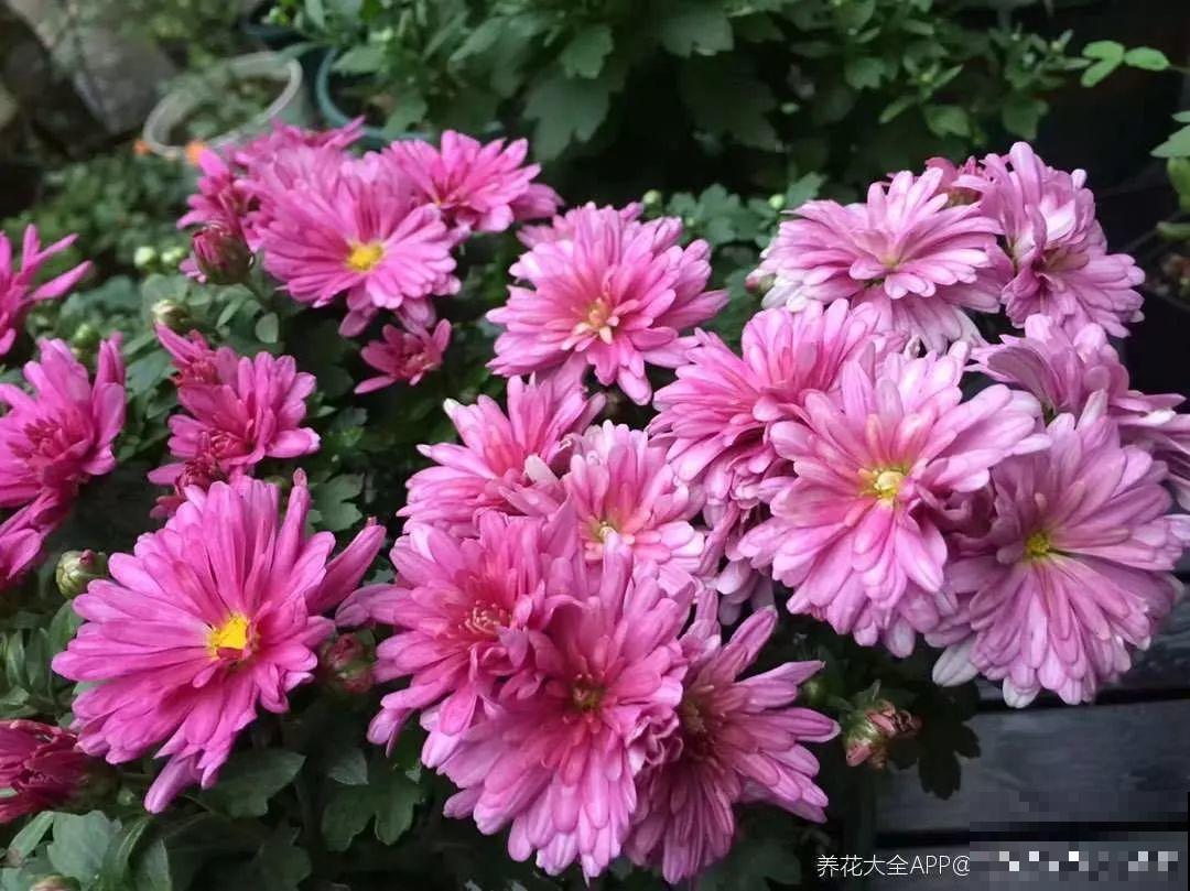 这10种花，秋天不要剪，不然白折腾还不开花！