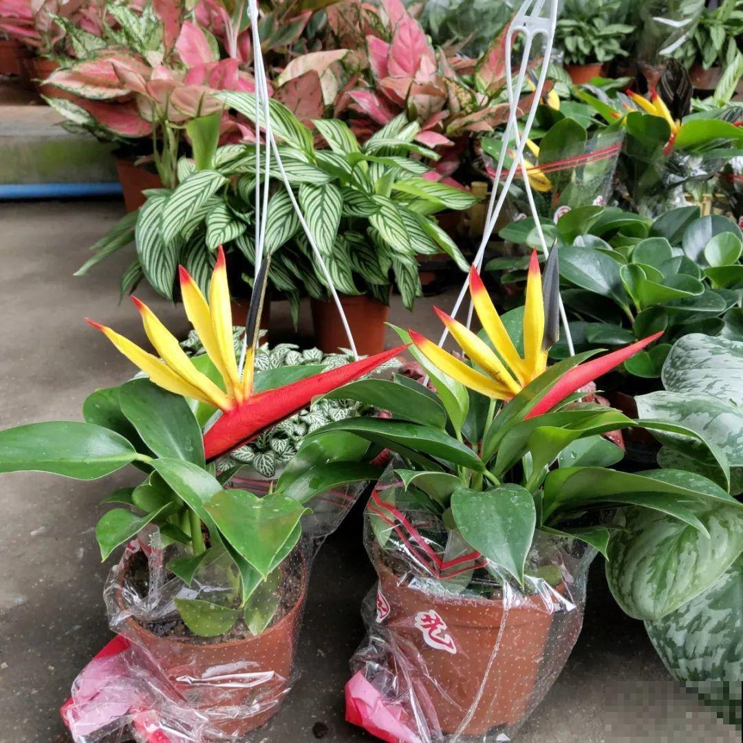 9月份逛花市，这花最好看、最好养，放心抱回家！