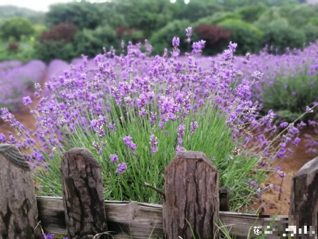 这花养一盆，满屋飘香，摘下来还能泡水喝！