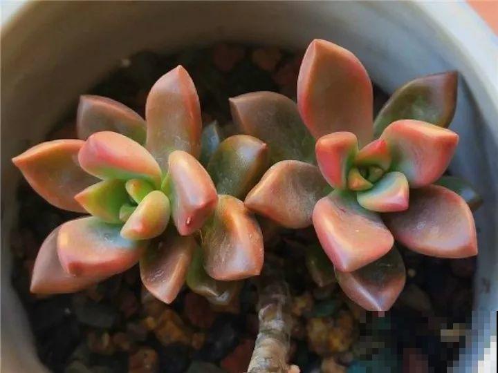 秋天给多肉施肥，就选这5种，小芽一个接一个的往外冒！